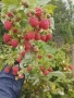 🍓 Качествен разсад ягоди и малини – засади днес, береш утре! 🌱, снимка 1