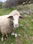 Овца, снимка 2
