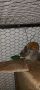 Чилийска катерица дегу, снимка 3
