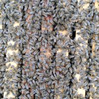 Пчелни отводки ДБ, снимка 2 - Други - 45405230
