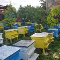пчелни отводки, снимка 2 - За пчели - 45332368