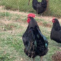 Яйца от Джърси гигант, снимка 6 - Кокошки и пуйки - 45414384