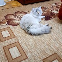Сибирска котка , снимка 8 - Сибирски - 45685880