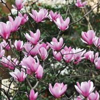 Магнолия Heaven scent , снимка 3 - Градински цветя и растения - 45717454