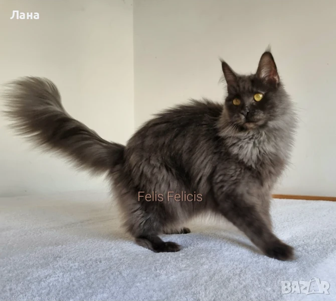 Коте Мейн Кун , снимка 1