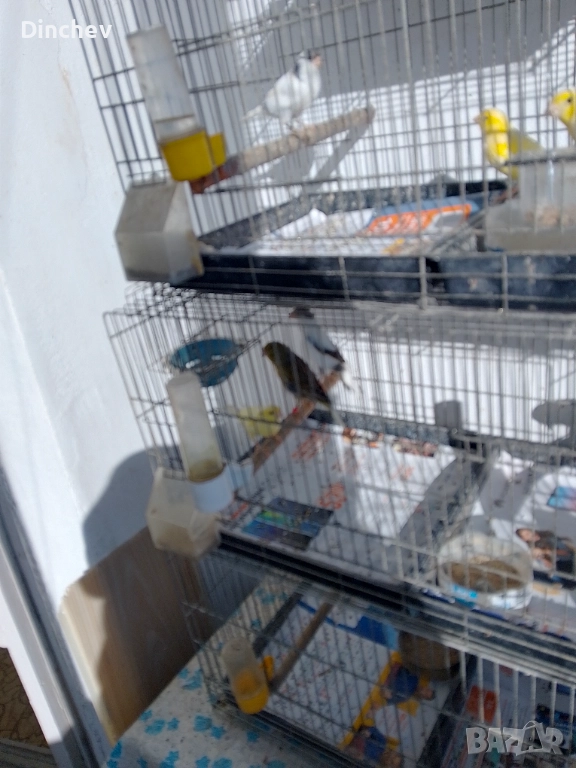 Продава канари 70лв.мъжки 50лв.женски орфей, снимка 1