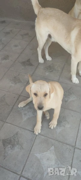 Подарявам Кученце Лабрадор, снимка 1