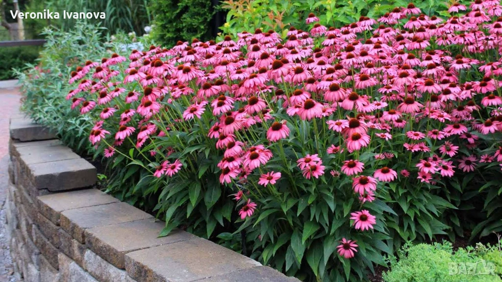 Эхинацея, снимка 1