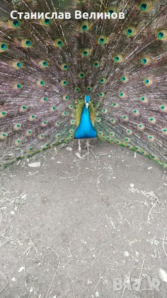 Продавам пауни , снимка 1