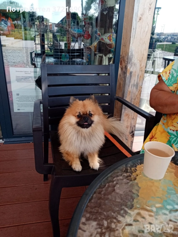 Куче за разплод, снимка 1