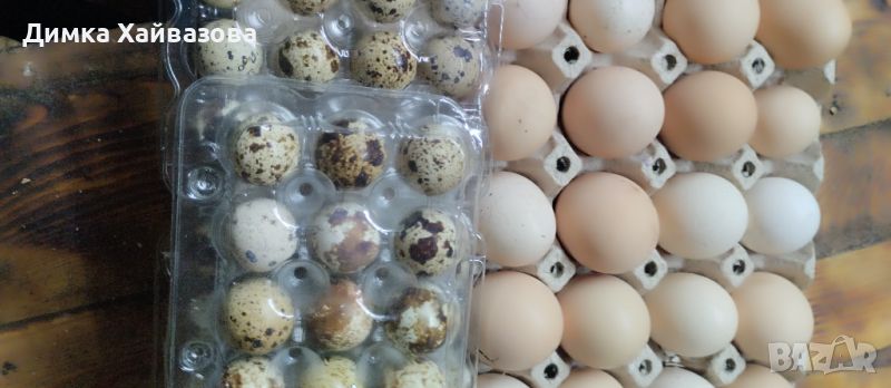 Домашни яйца от кокошки и пъдпъдъци, снимка 1