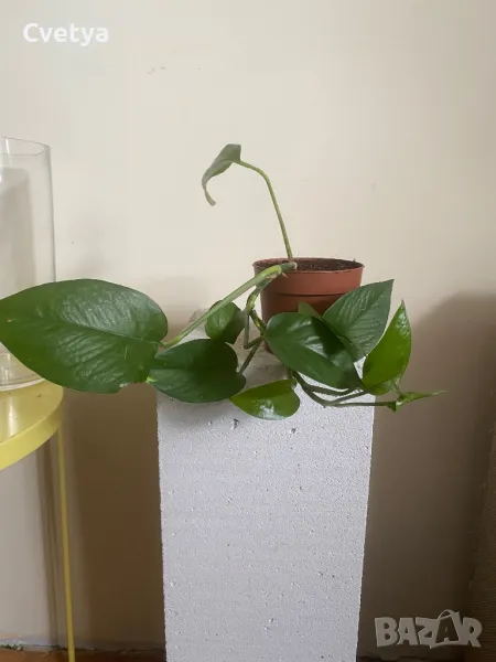 Jade Pothos, снимка 1