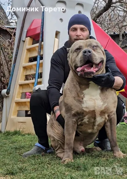 American bully xl, снимка 1