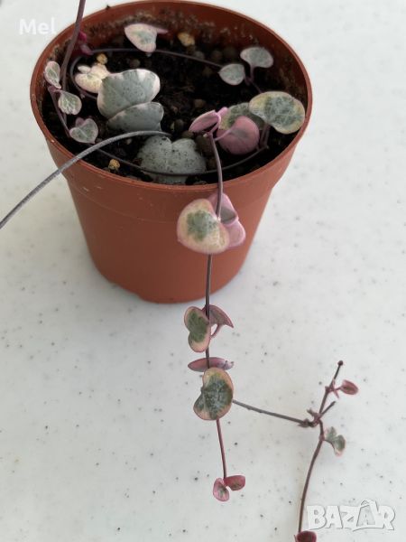 Церопегия вариегатна/Ceropegia Woodii variegata/Низ от сърца, снимка 1