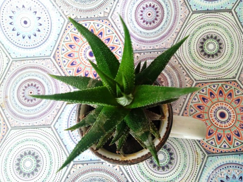 тропическо растение, снимка 1