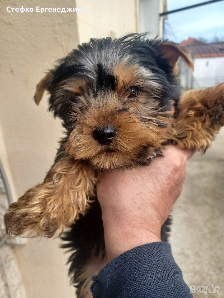 Мъжки йоркширски териер, снимка 1