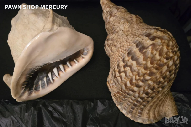 Продавам големи океански рапани , снимка 1