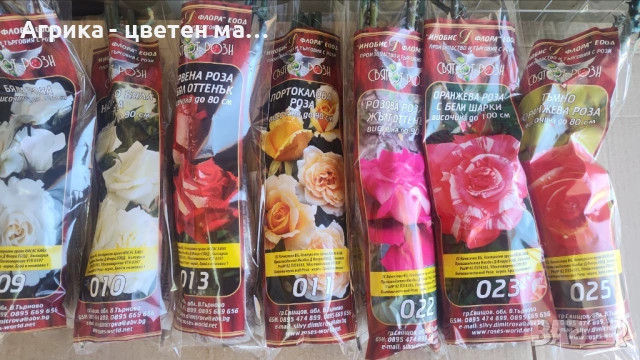 РОЗИ корени НОВО ЗАРЕЖДАНЕ от лицензиран разсадник , снимка 3 - Градински цветя и растения - 42675882