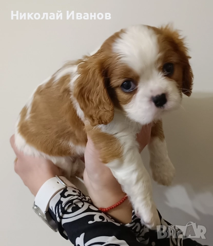 Кавалер Кинг Чарлз Шпаньол, снимка 7 - Кавалер кинг чарлз шпаньол - 52832398