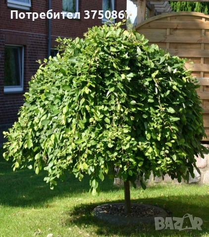 🌿 Плачеща върба – Salix caprea 'Kilmarnock', снимка 6 - Градински цветя и растения - 54103551