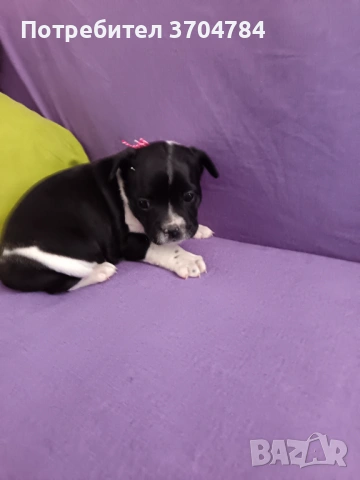 Продавам френски булдочета , снимка 8 - Френски булдог - 53733195