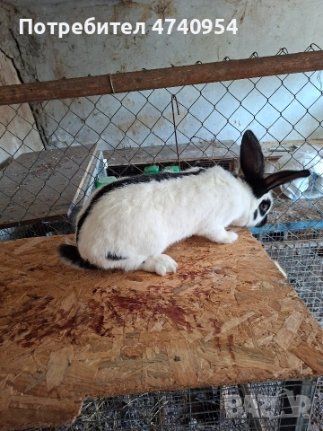 зайци, снимка 2 - Други - 53513096