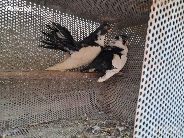 Гълъби, снимка 10 - Гълъби - 54091665