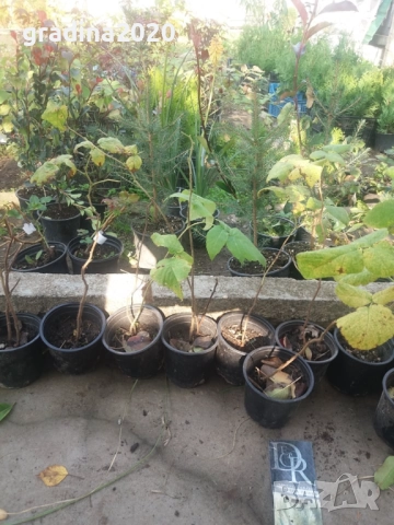 Лилава малина (Glencoe), снимка 4 - Разсади - 52032050