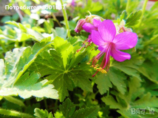 коренчета от здравец, снимка 1 - Градински цветя и растения - 45456506