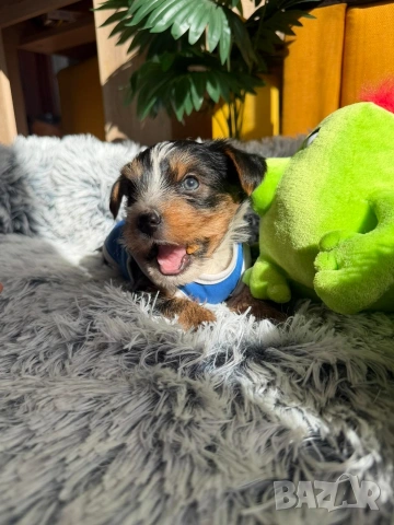 Йоркширски териер бийвър , снимка 5 - Йоркширски териер - 53753628