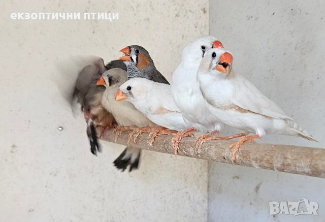 Бартер за Вълнисти папагали, снимка 2 - Папагали - 52840459