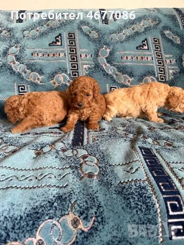 Той пудели момчета и момичета, снимка 3 - Пудели - 53666294