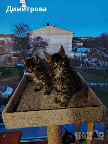 Мейн Кун, чистокръвни котета 