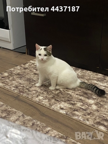 Котета, снимка 7 - Други - 52475454