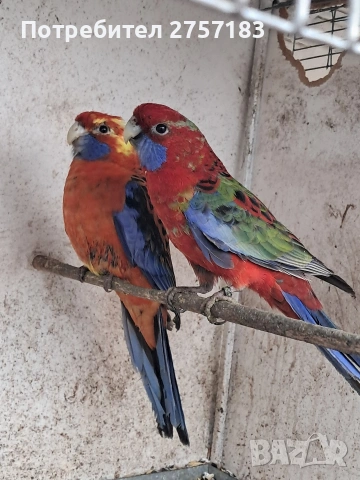 продавам пенатови розели