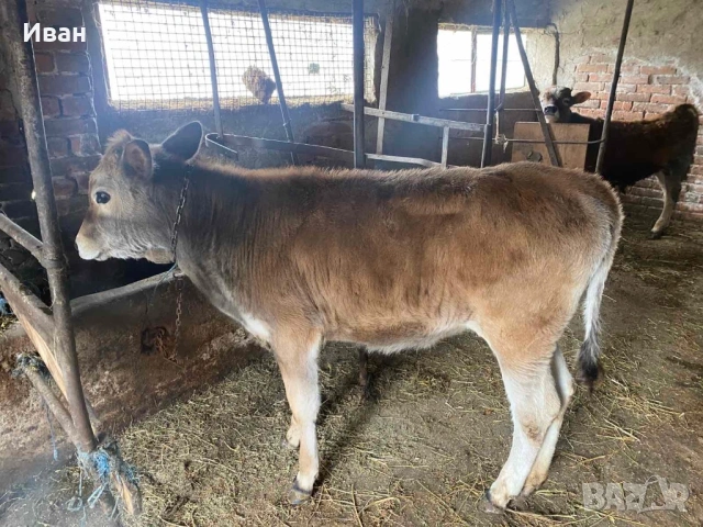 Две телета мъжко и женско по на 5-6 месеца, снимка 3 - Крави - 54070773