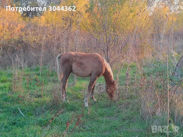 Мъжко конче арабска шагия , снимка 1 - Коне - 47812767