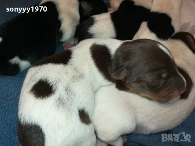 ДЖАК РЪСЕЛ-КУТРЕТА 250ЛВ ЗА ЕДНО 1708251005, снимка 4 - Джак ръсел териер - 51390012