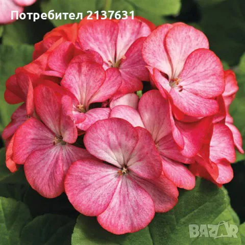 НИСКОСТЕБЛЕНО МУШКАТО  - 3 лв, снимка 1