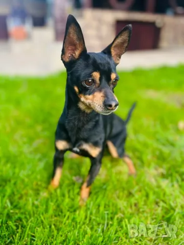 мини пинчер за РАЗПЛОД, снимка 4 - Пинчер - 34778232