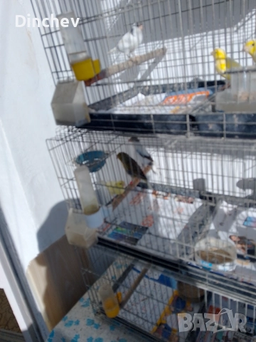 Продава канари 70лв.мъжки 50лв.женски орфей