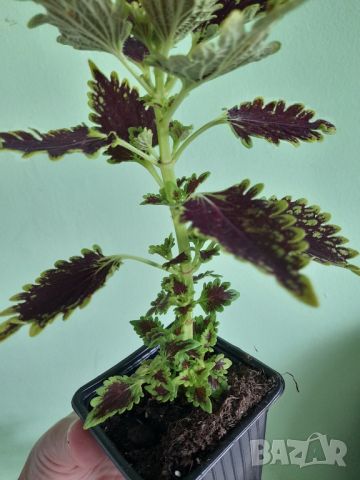 Комплект Растения , снимка 5 - Стайни растения - 45751867