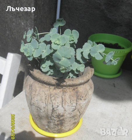 Продавам многогодишно градинско гръцко цвете, снимка 2 - Градински цветя и растения - 54270405