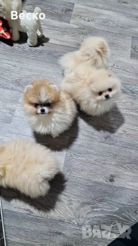 Померан мини мъжки , снимка 9 - Померан - 53647101