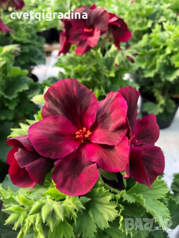 Pelargonium regale Бордо (тъмночервено), снимка 2 - Градински цветя и растения - 53936596