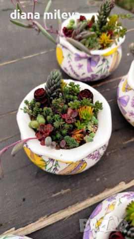 Гърнета аранжирани със сукуленти!, снимка 7 - Декорация за дома - 53206137