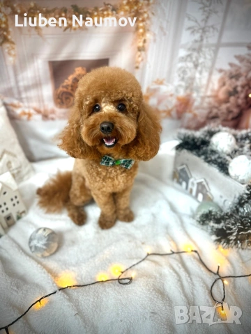 Той пуделчета,момче и момиче., снимка 9 - Померан - 54276087