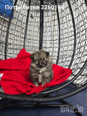 Померан, снимка 3 - Померан - 53430704