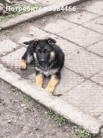 женска немска овчарка