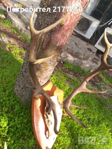 Рога от Елен със стойка, снимка 7 - Декорация за дома - 54117967